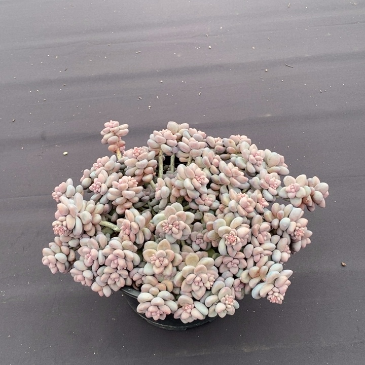 大群艾伦整群肉肉肉肉肉