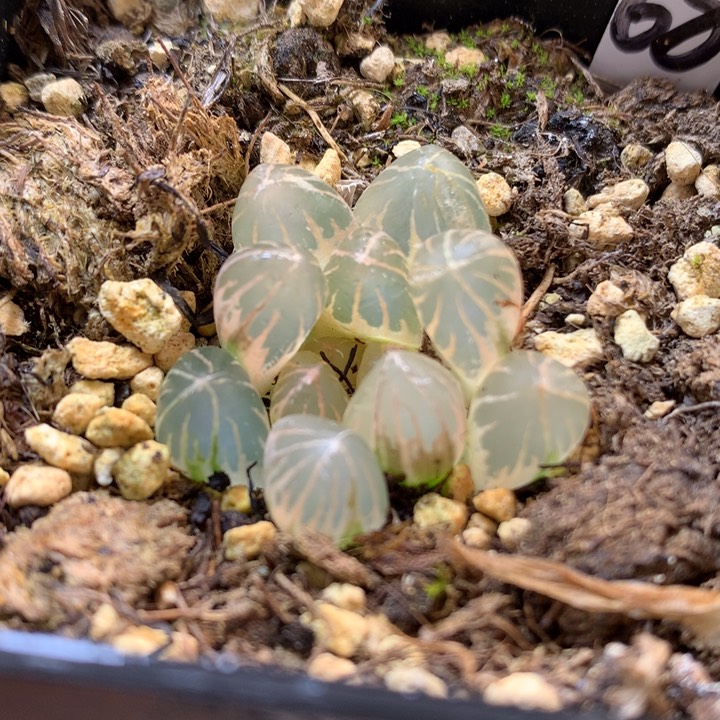 糊斑霓虹灯玉露锦带盆土