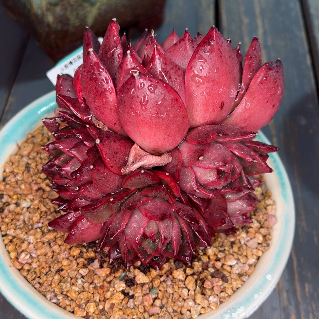 从前慢多肉精选编号0208.267