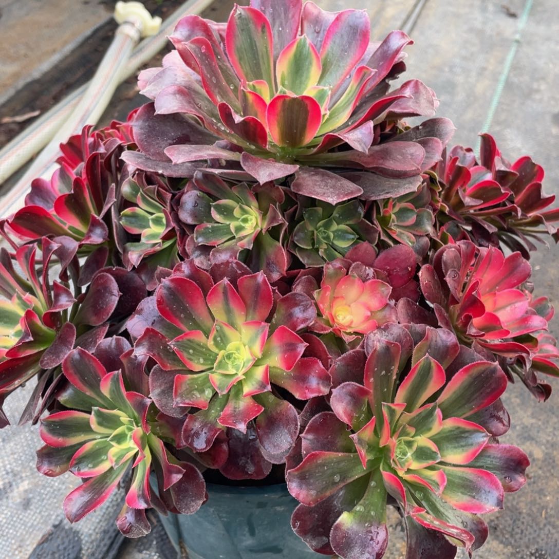 宏*397美杜莎精品法师老桩