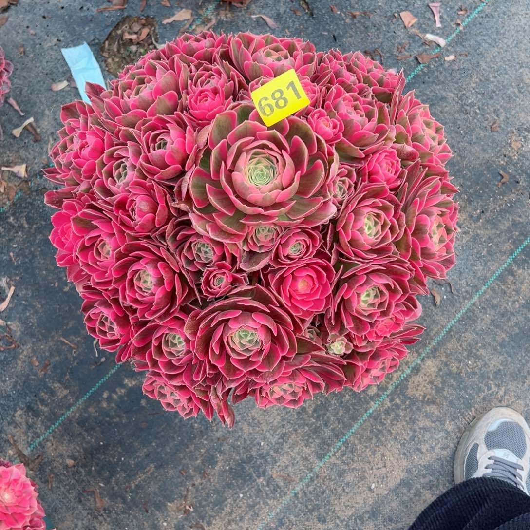 681粉女郎法师多肉植物