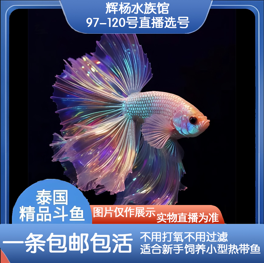 编号97-120选号辉杨水族直播间精选泰国斗鱼小型热带观赏鱼耐养