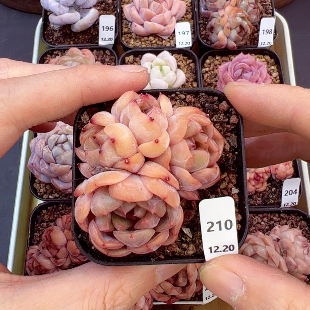 好好看210、哈哈哈哈