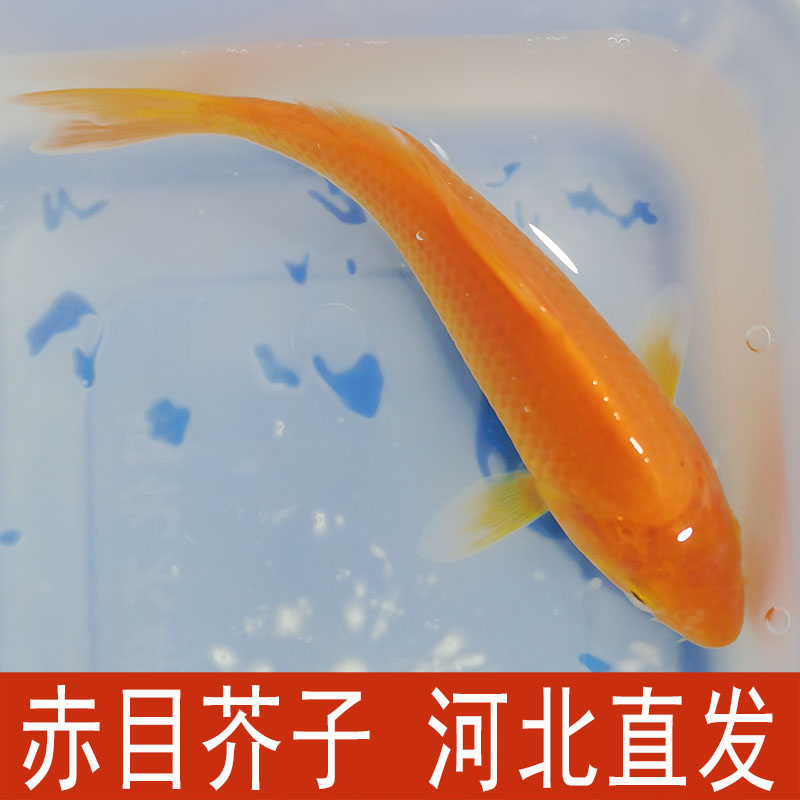 【8-9厘米红眼芥子】血统鱼活体观赏鱼锦鲤好养耐活单色锦鲤