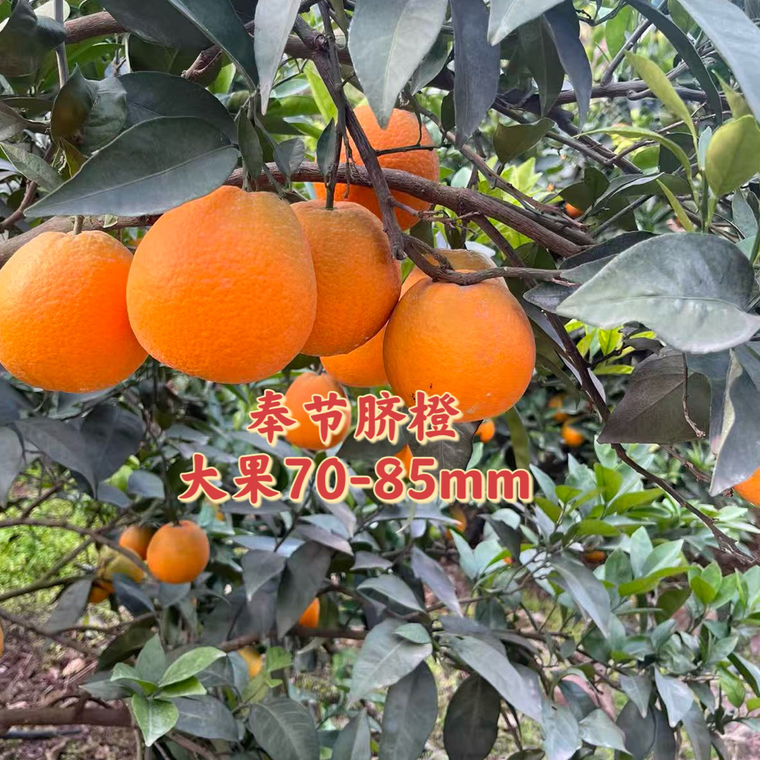 正宗奉节脐橙特选现摘大果新鲜应季水果整箱