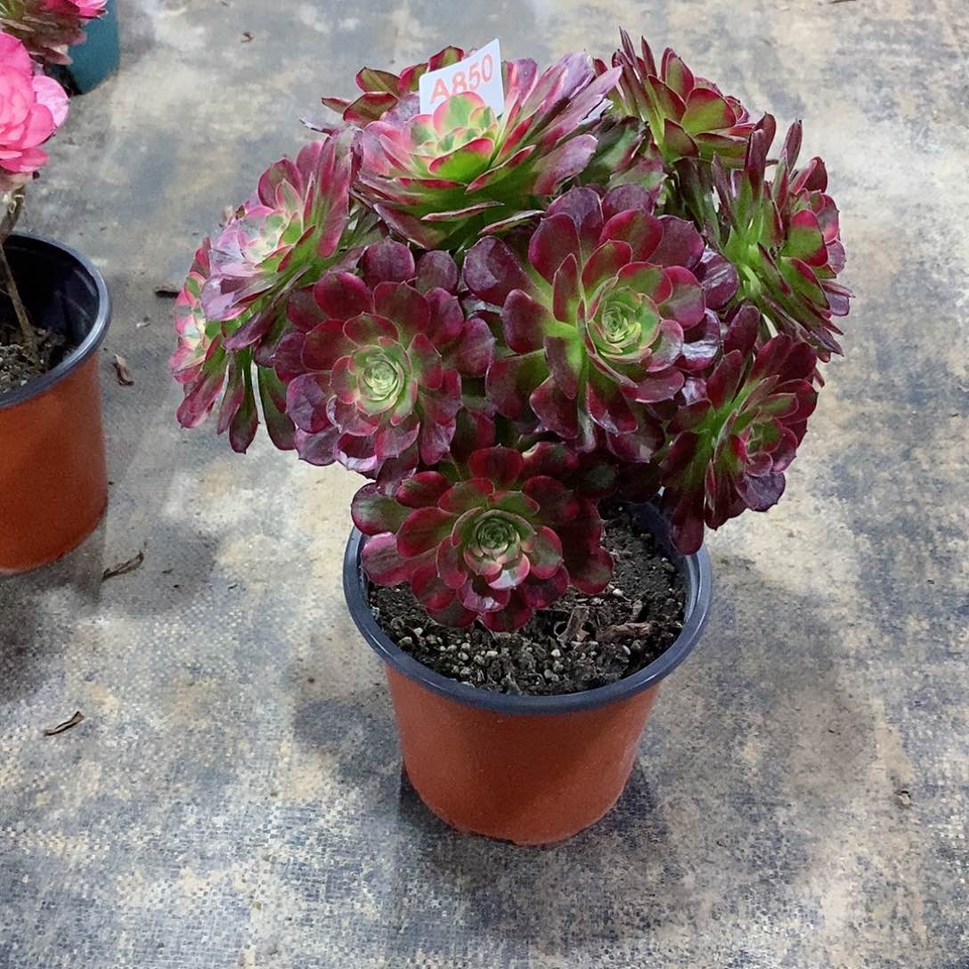 安娜锦850多肉法师