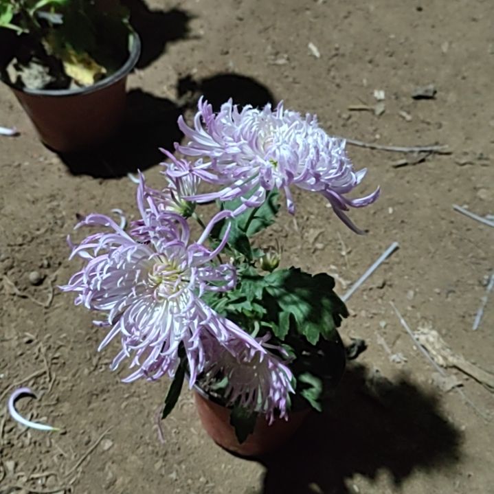 完全开放鹅毛粉黛11111111111