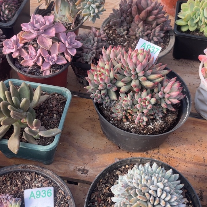 穆***扎哈哈哈哈哈哈哈哈哈舅舅好