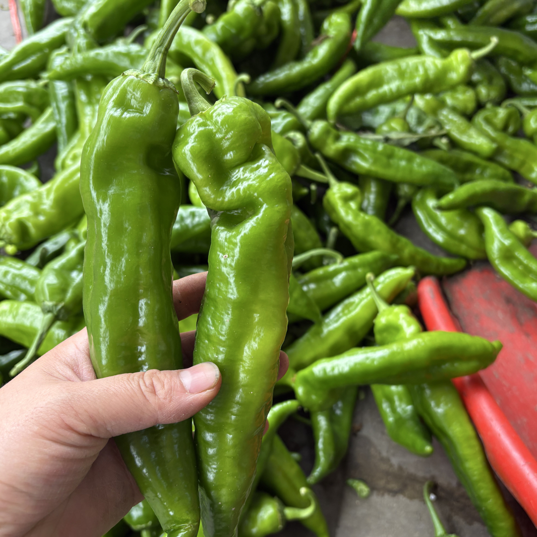 （顺丰包邮）辣椒新鲜青椒农家自种蔬菜牛角椒尖椒薄皮辣椒微辣