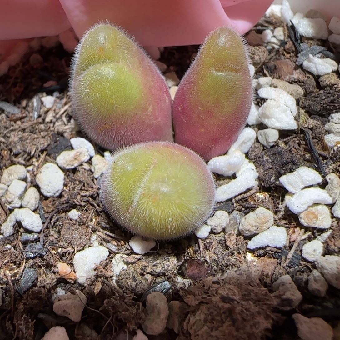 肉锥多肉植物百科-长毛翠滴1190
