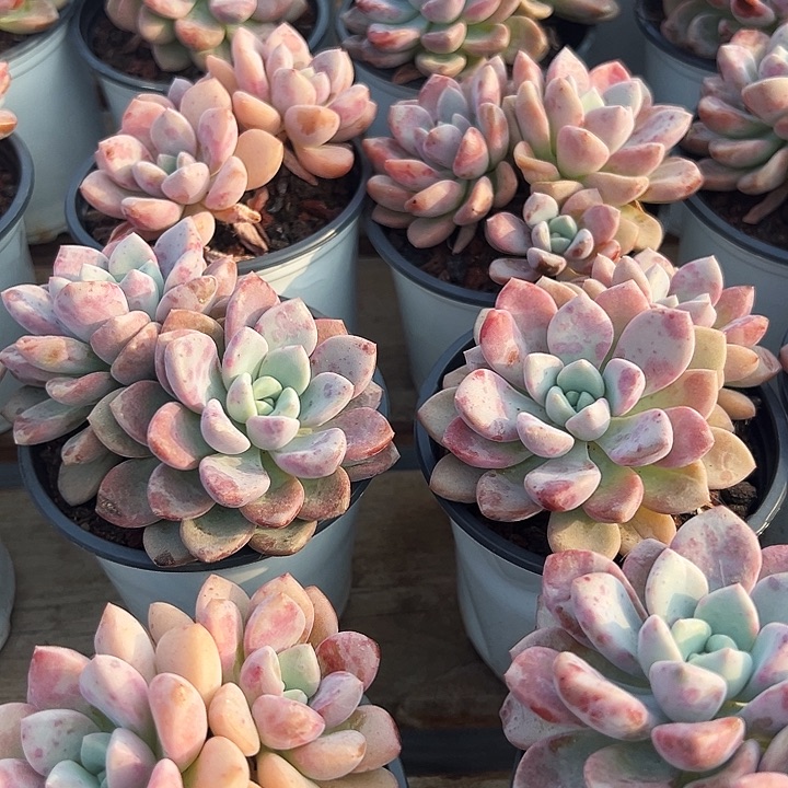 双头      花斑露  福利