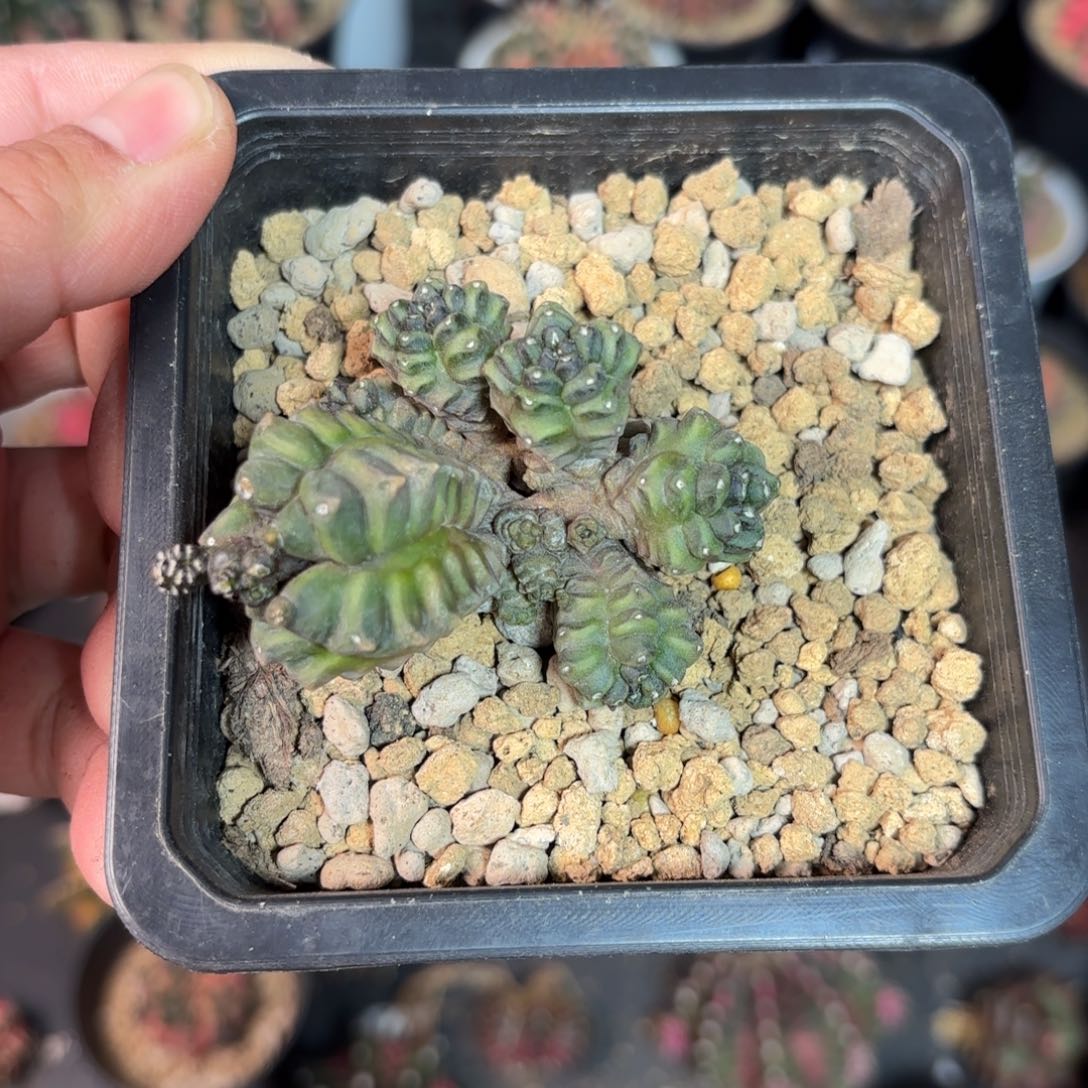 小**羊泰系米哈仙人球特22号