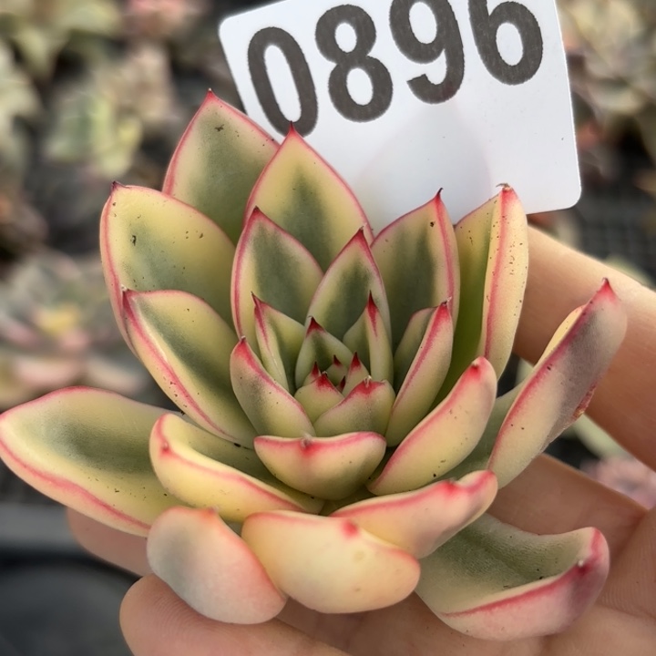 头盖锦多肉植物满18包邮当场凑单