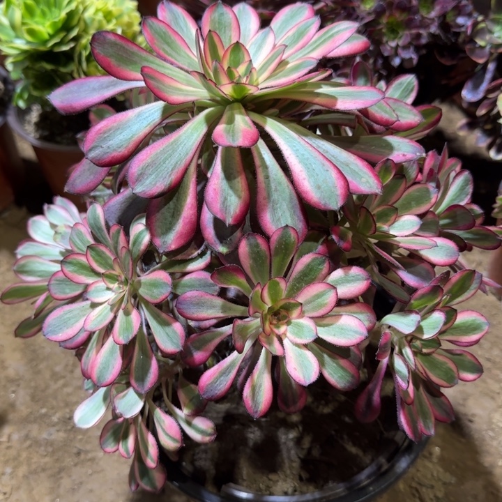 香奈儿18.8周正。  