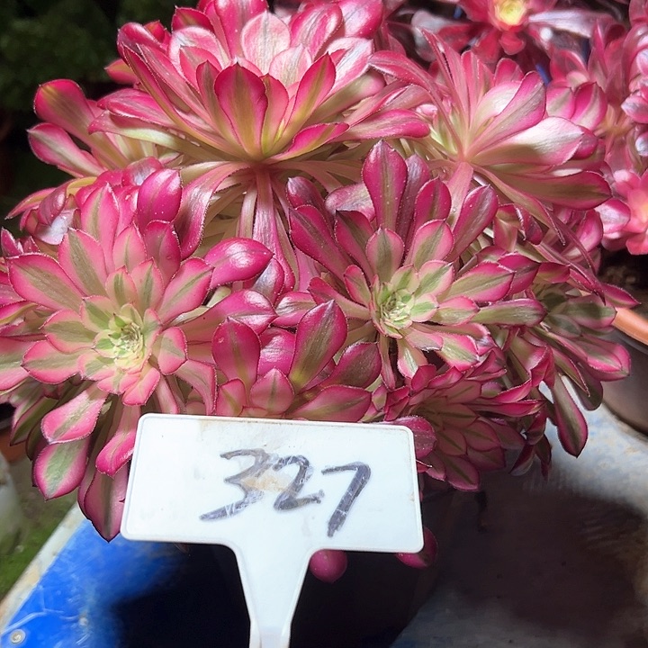 多肉植物红铜超白法师