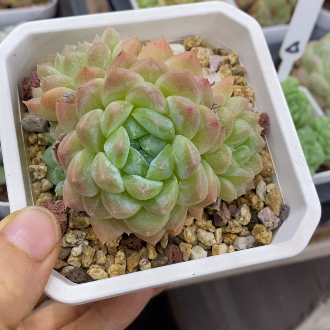 精品多肉一物一拍不包整53