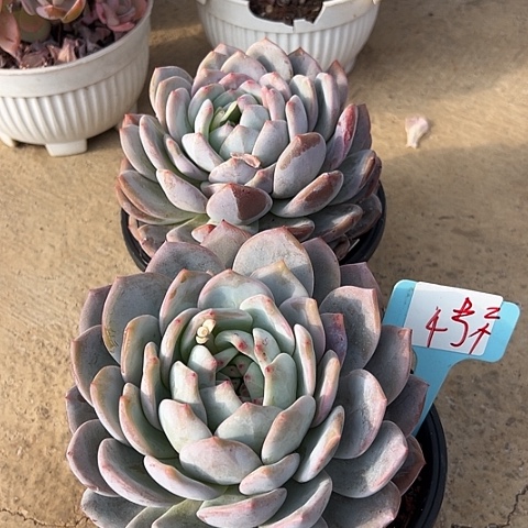 4号石榴2个脱土多肉