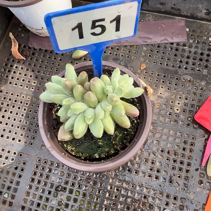 多肉植物戴萌德朵朵缀151