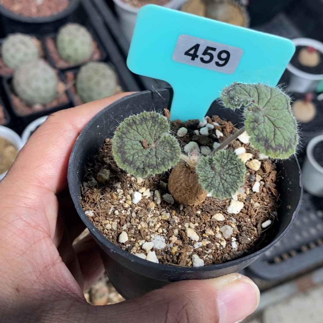 圆叶杨奎多肉植物