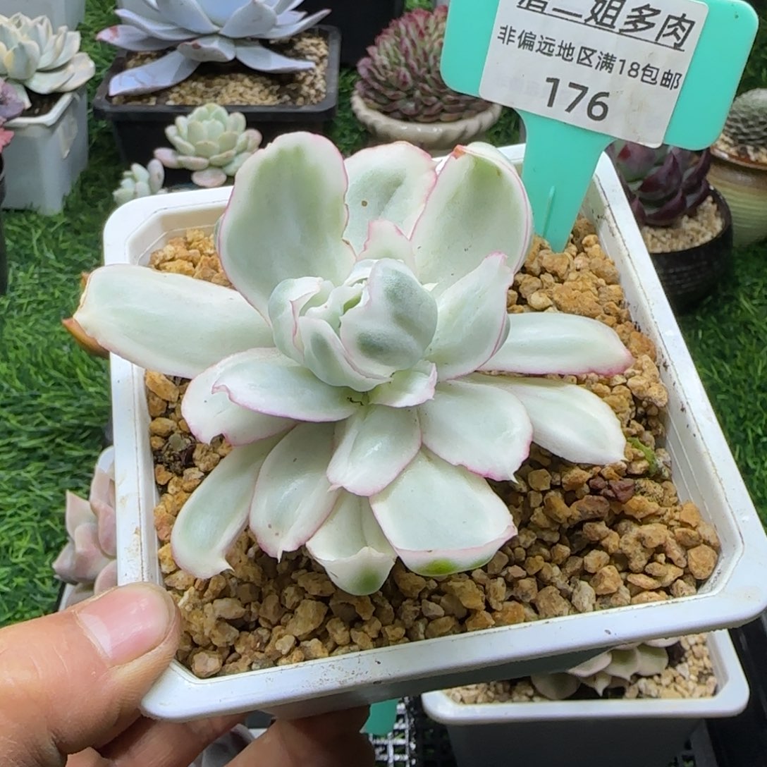 唐二姐多肉编号176