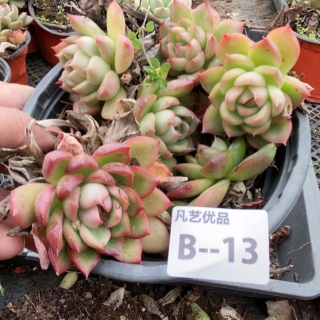 B13一物一拍满9.9包邮
