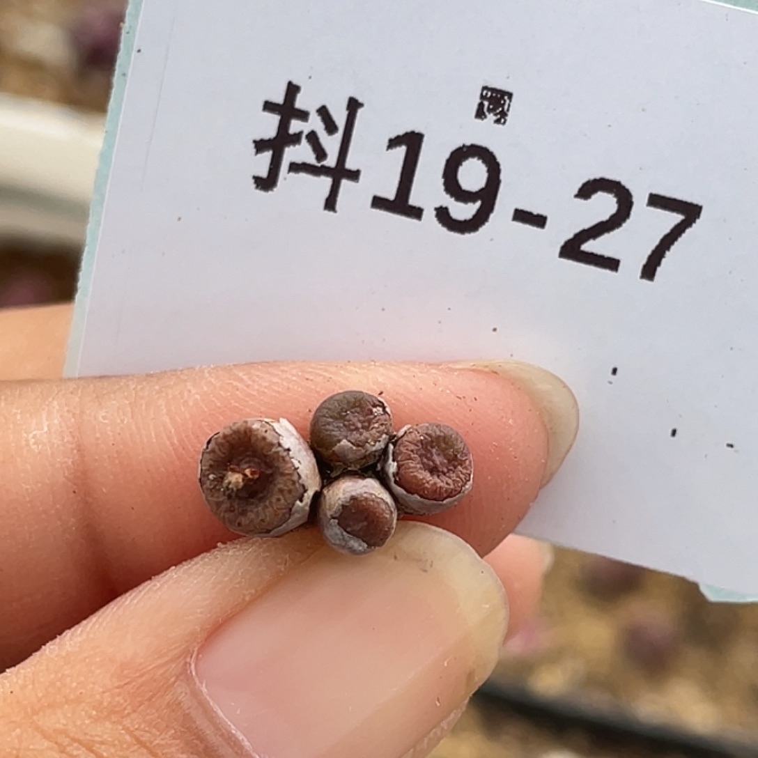 19-27猪皮多肉植物