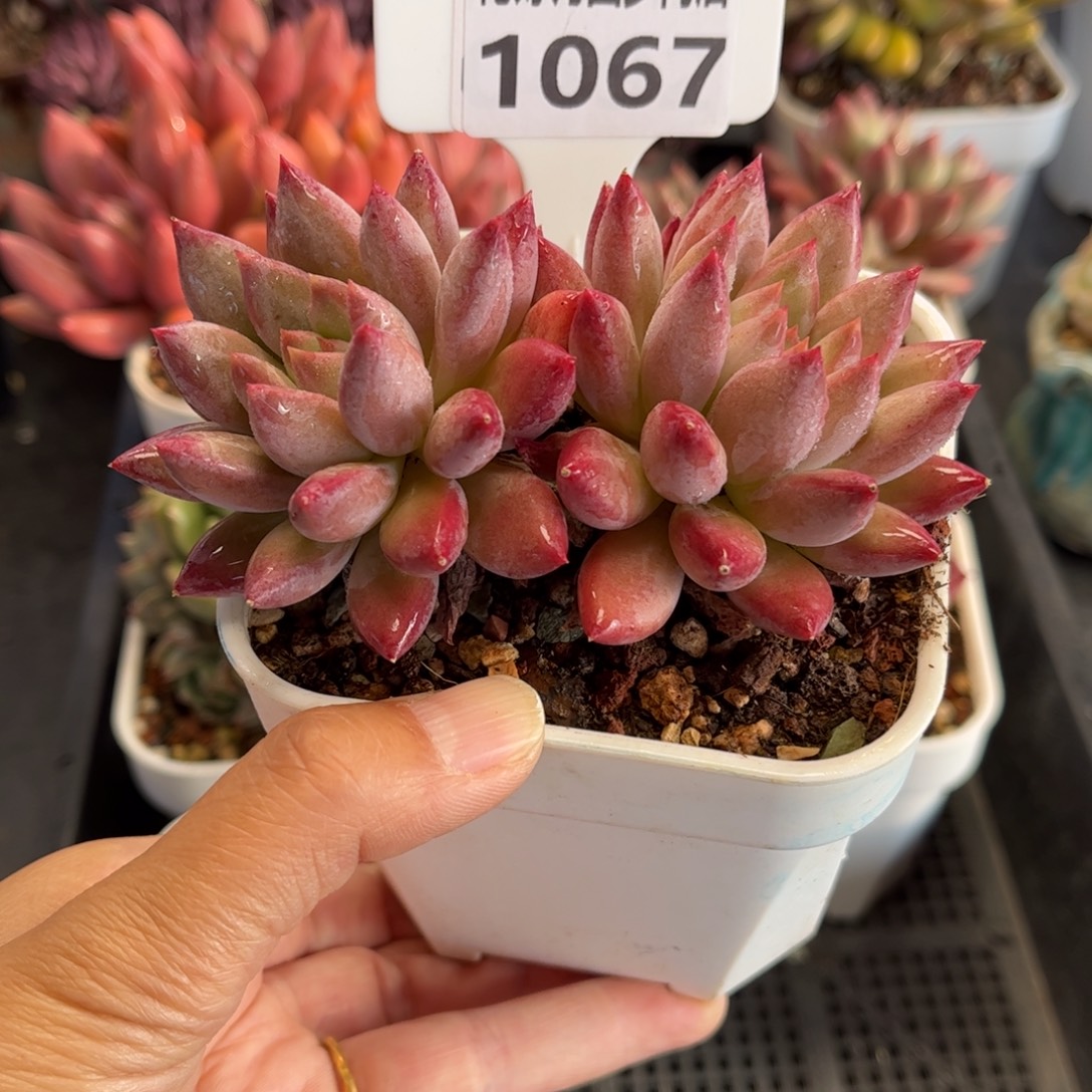 1067 天冷必拍保温箱