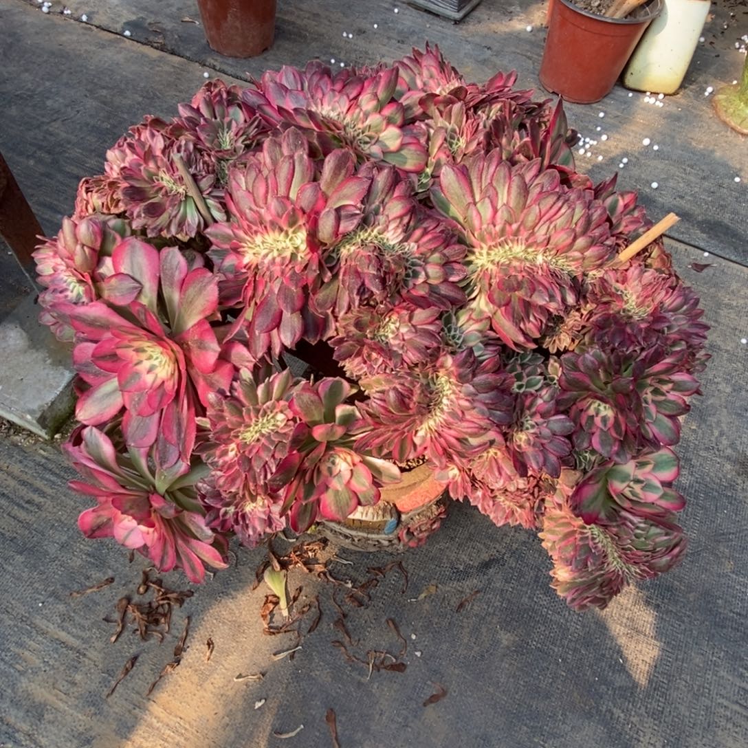 旻***子倾城老庄朵朵缀化