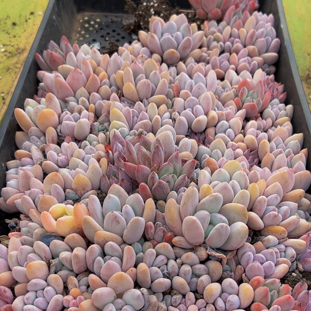 149多肉葡萄的味道是什么