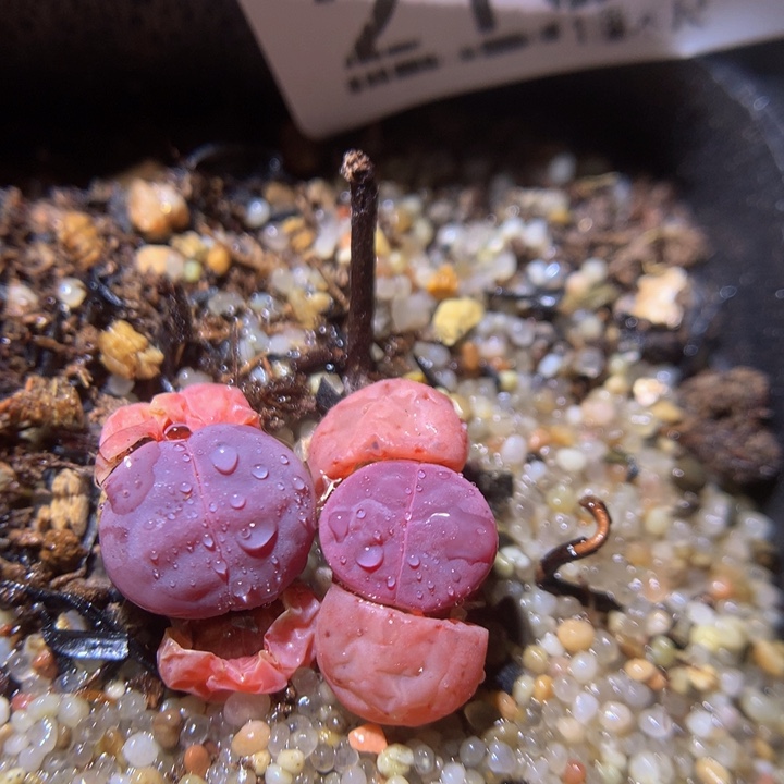 精品生石花35.215