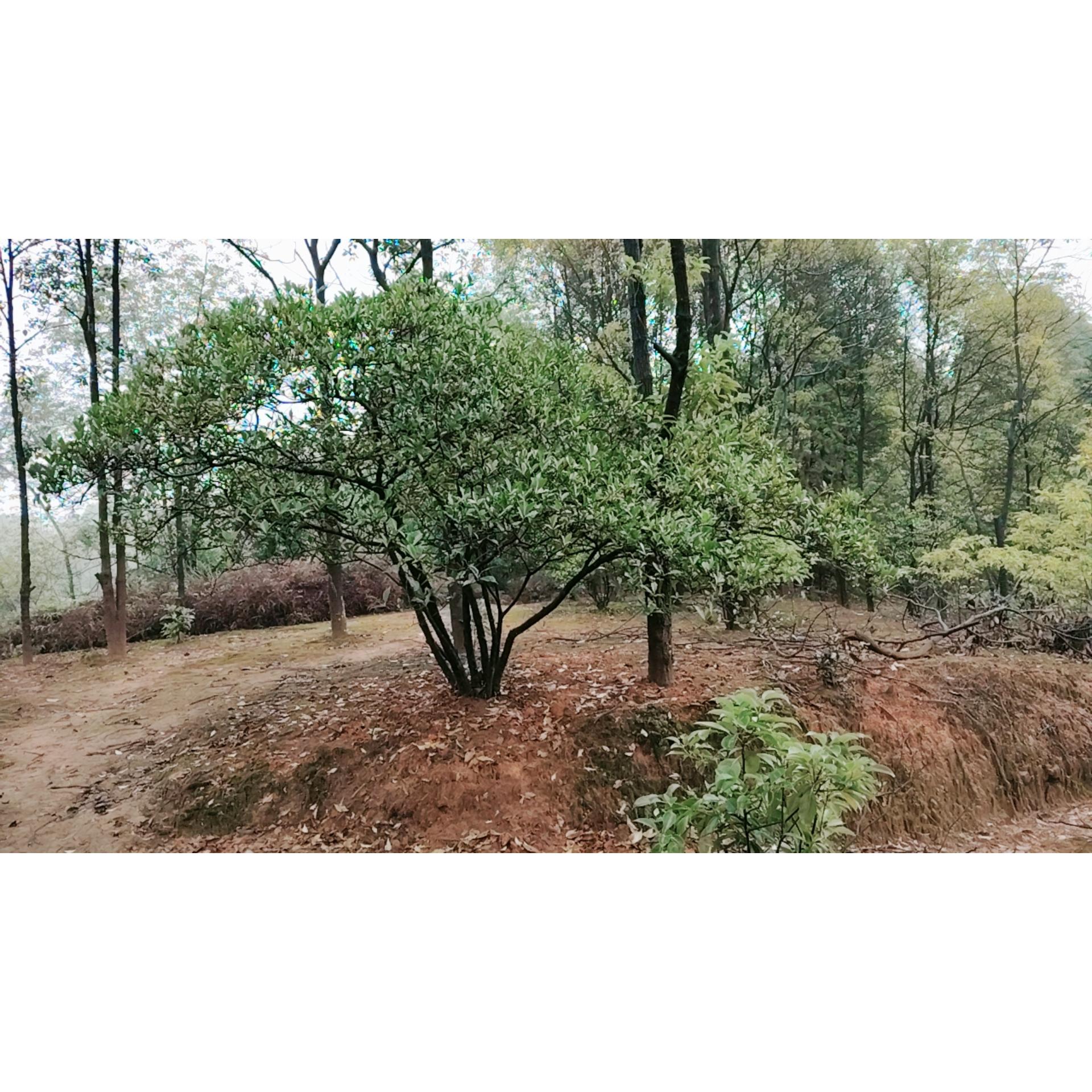 大型庭院绿植盆栽打造专属庭院景观直播间实物为准