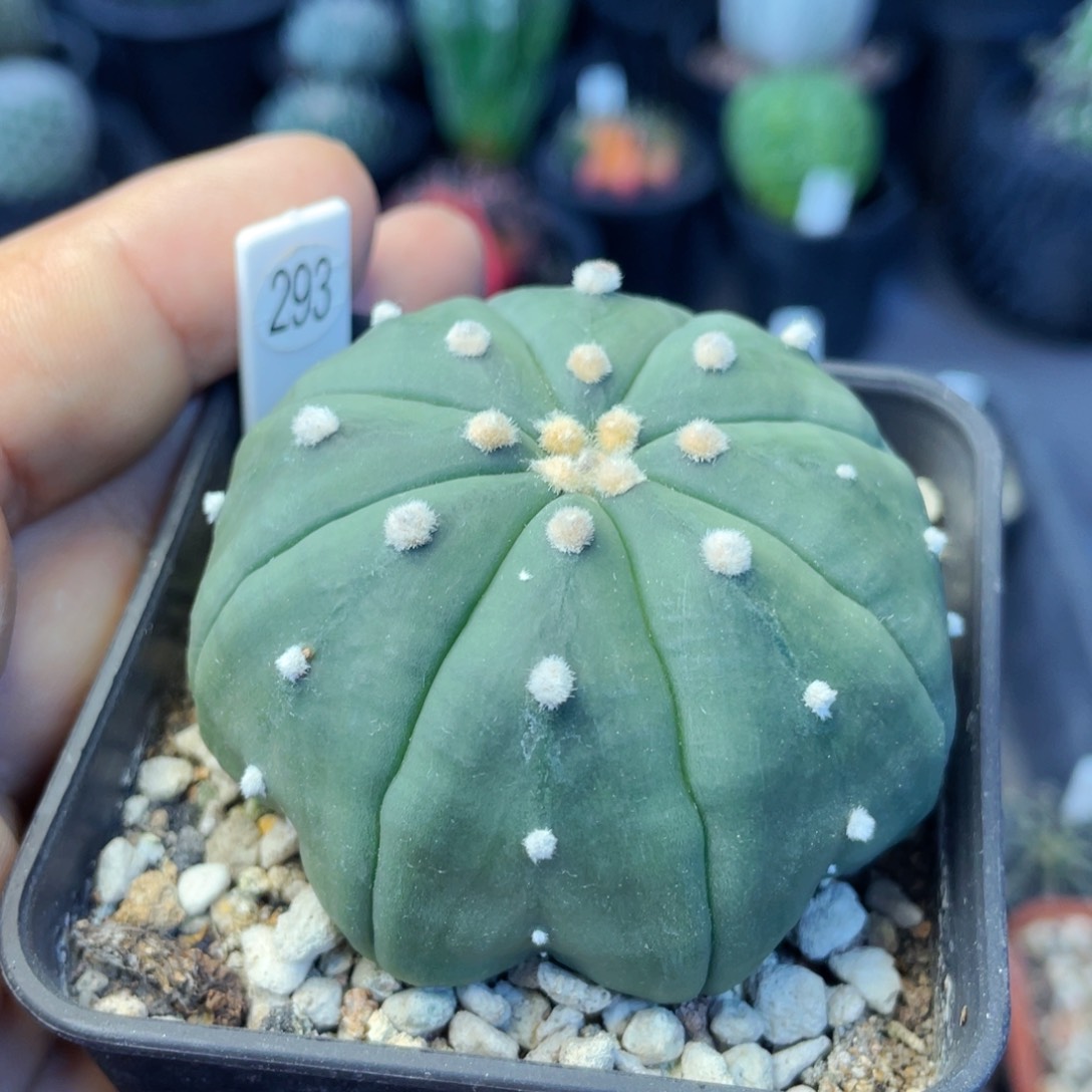 仙人球满28包邮盆5公分指纹海星