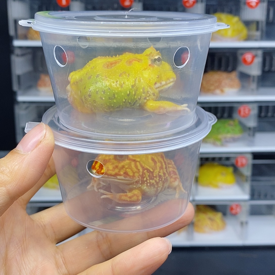 角蛙三条腿南美角蛙