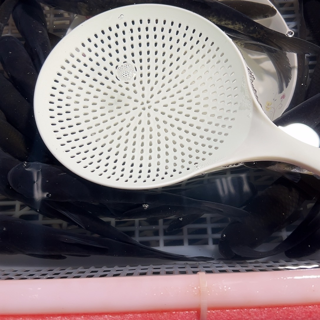 依***望青鱼15一18公分30条