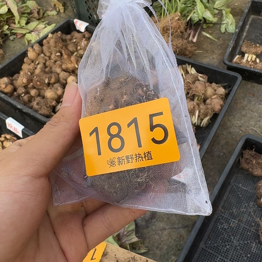 小***鱼完全开放1815胭脂裸球2个不售后