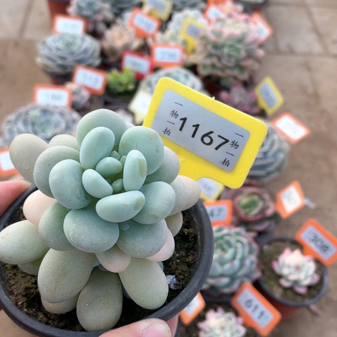 【闪购商品】1167号