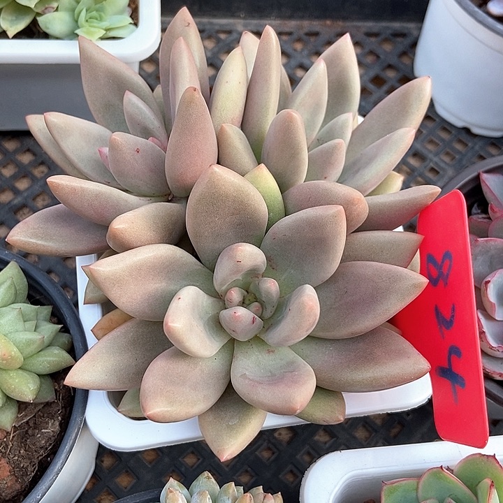 多肉植物桃花源824