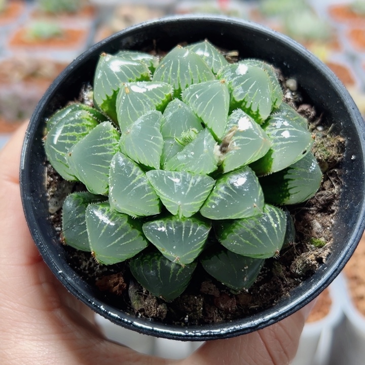 十二卷多肉糯玉露