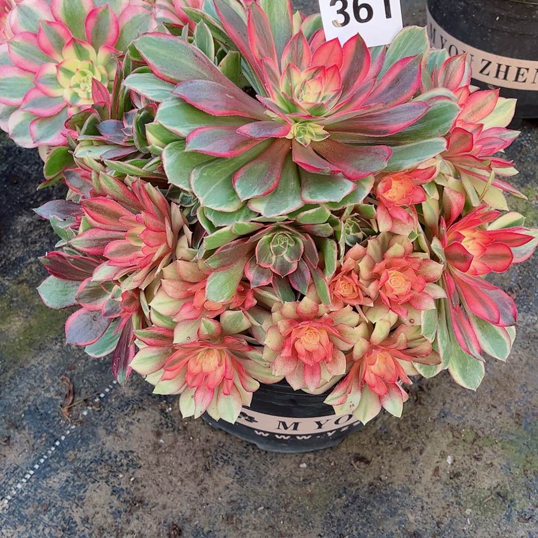 无花朵多肉植物361