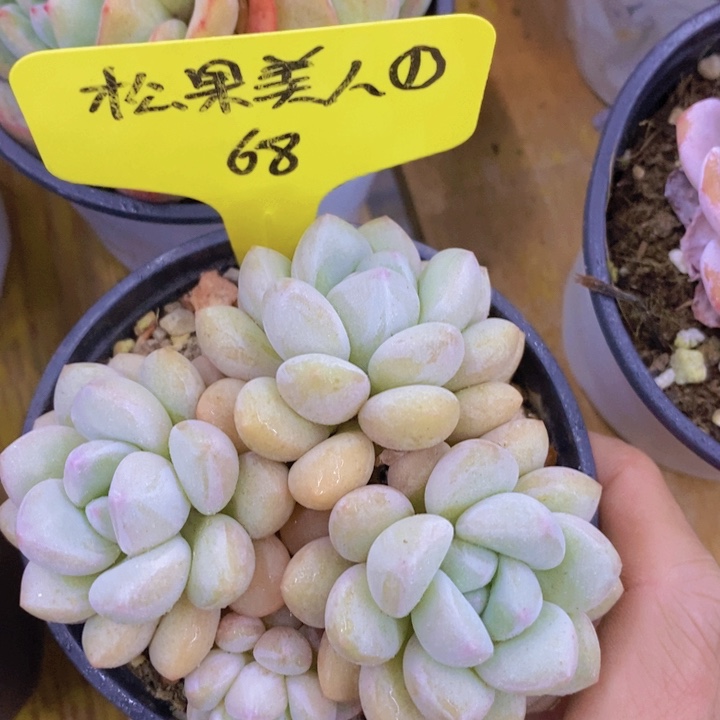 开心多肉植物多肉