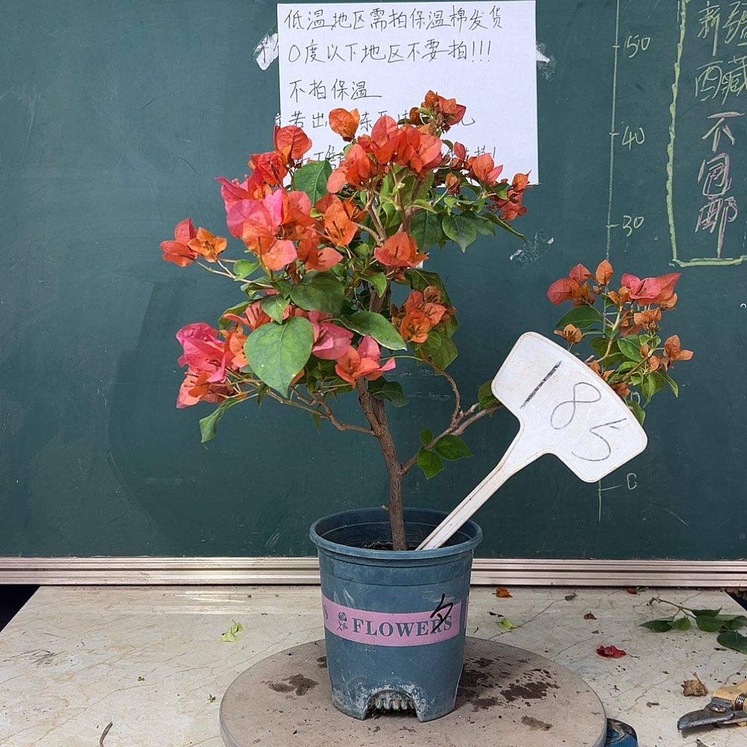 完全开放暗斑夕阳红185