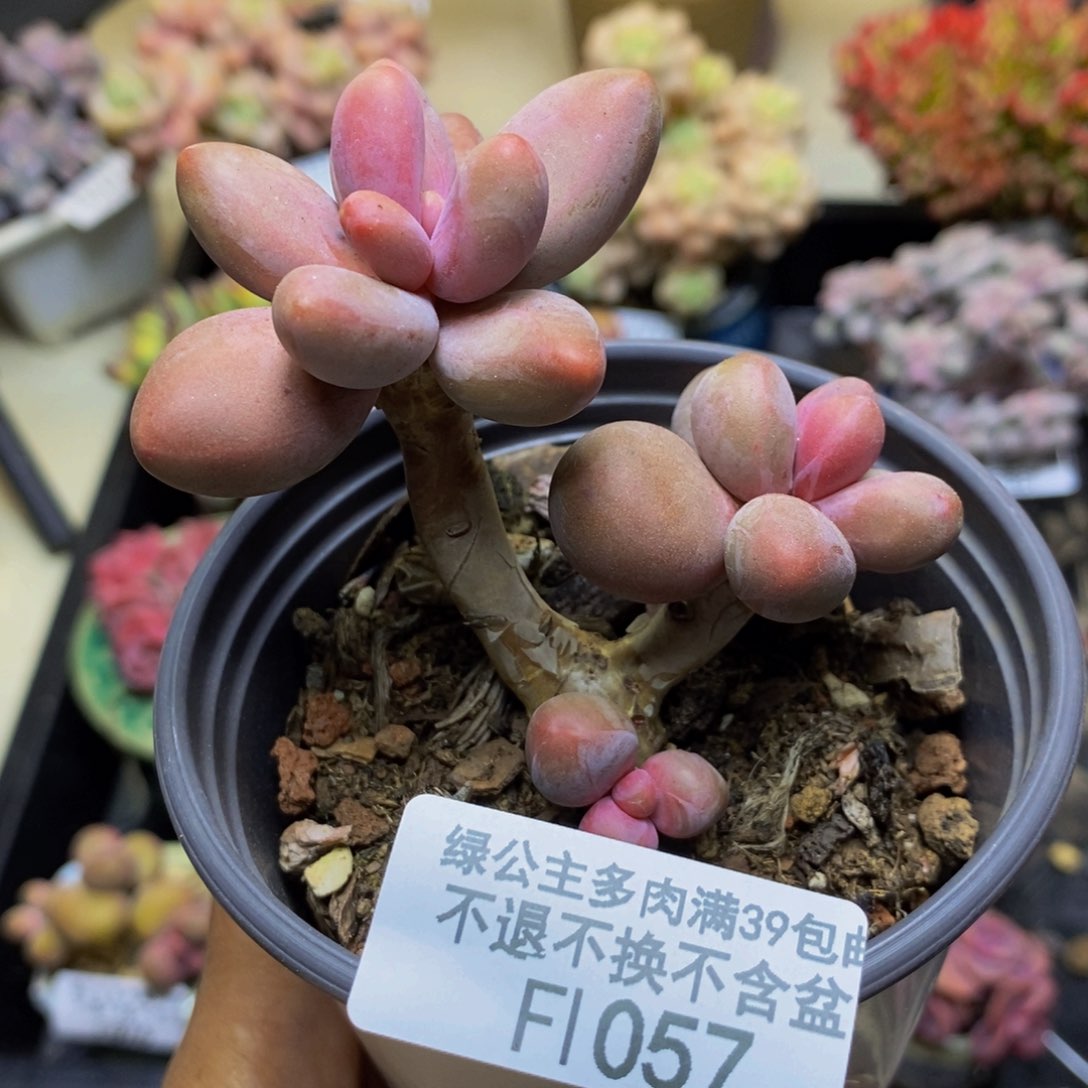 057糖果美人多肉6c m