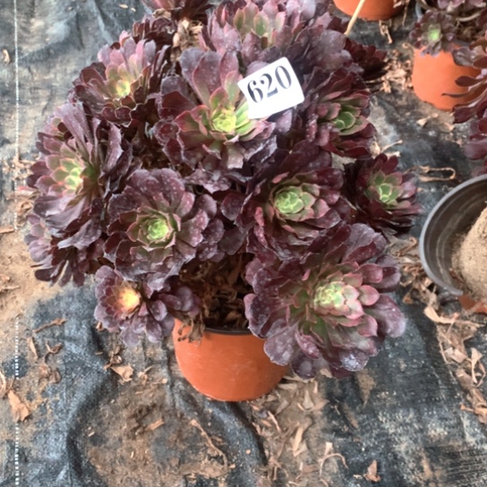 多肉植物烟花620