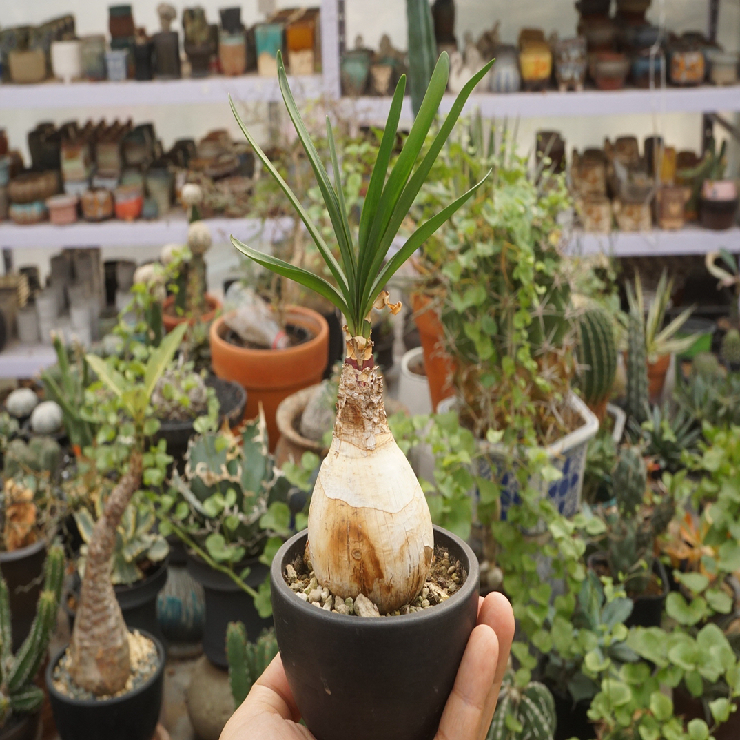 锁石多肉巨凤之卵潮玩块根6cm带盆发货