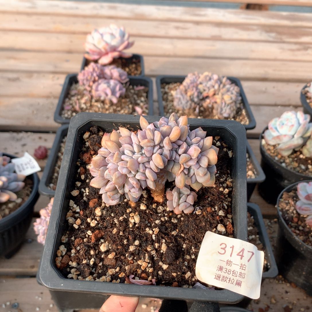 7.5厘米雪精灵缀3147
