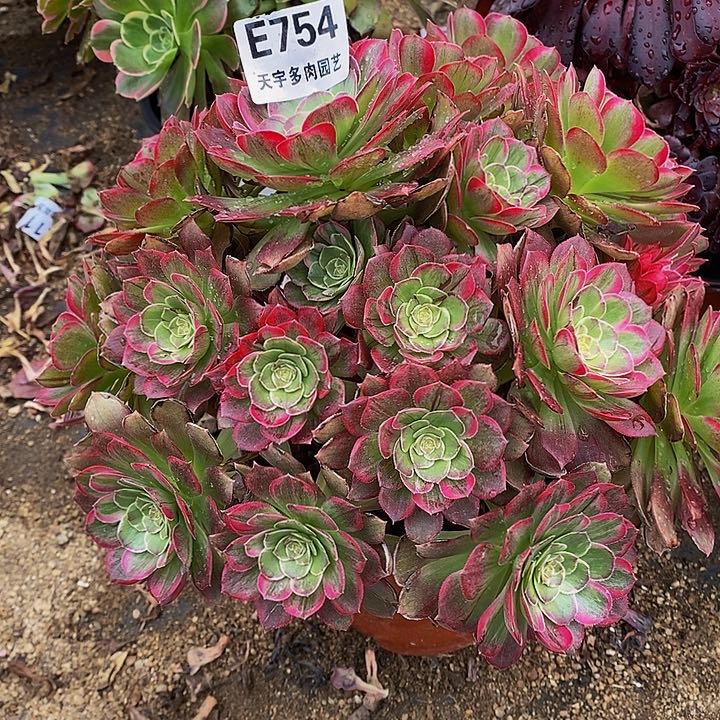 多肉莲花754多肉特价
