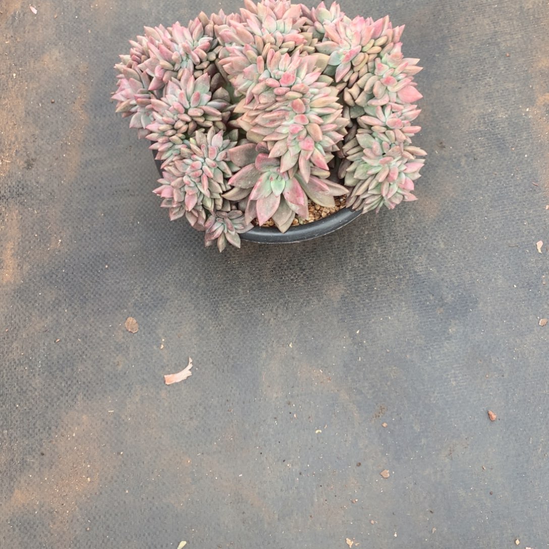 多肉植物多肉植物