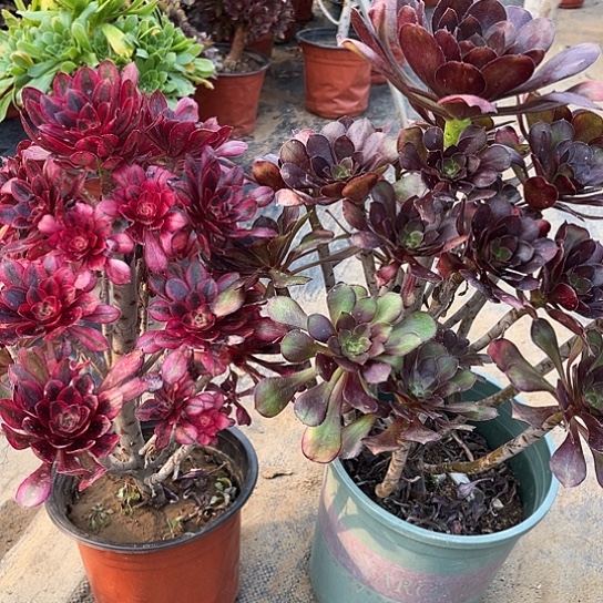 多肉植物组合两棵9