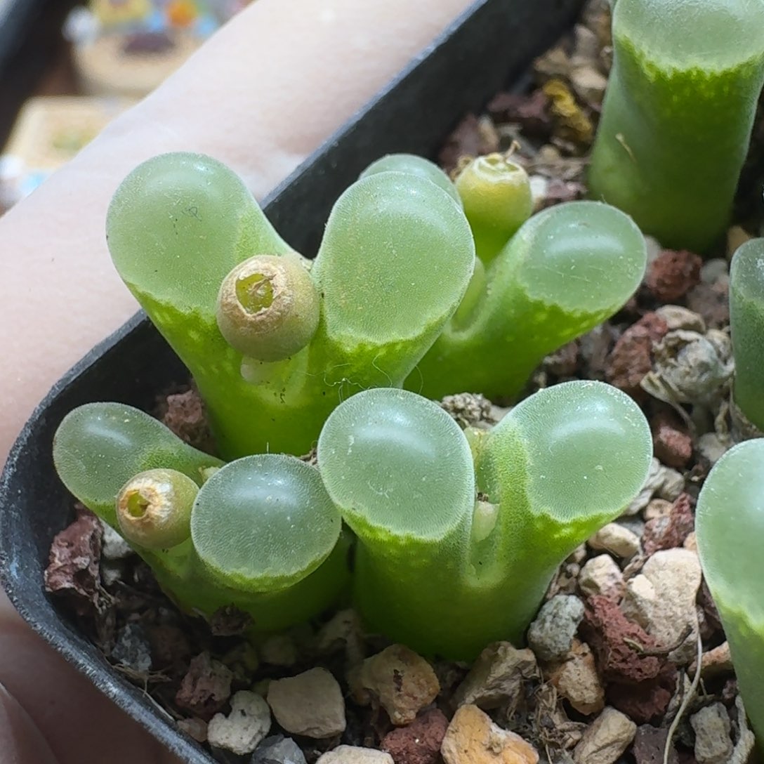 煮***茶1116-042肉锥肉锥肉锥