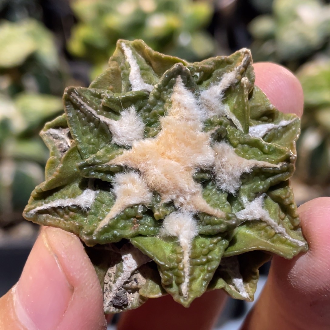 无花朵黄体新顿牡丹 仙人球